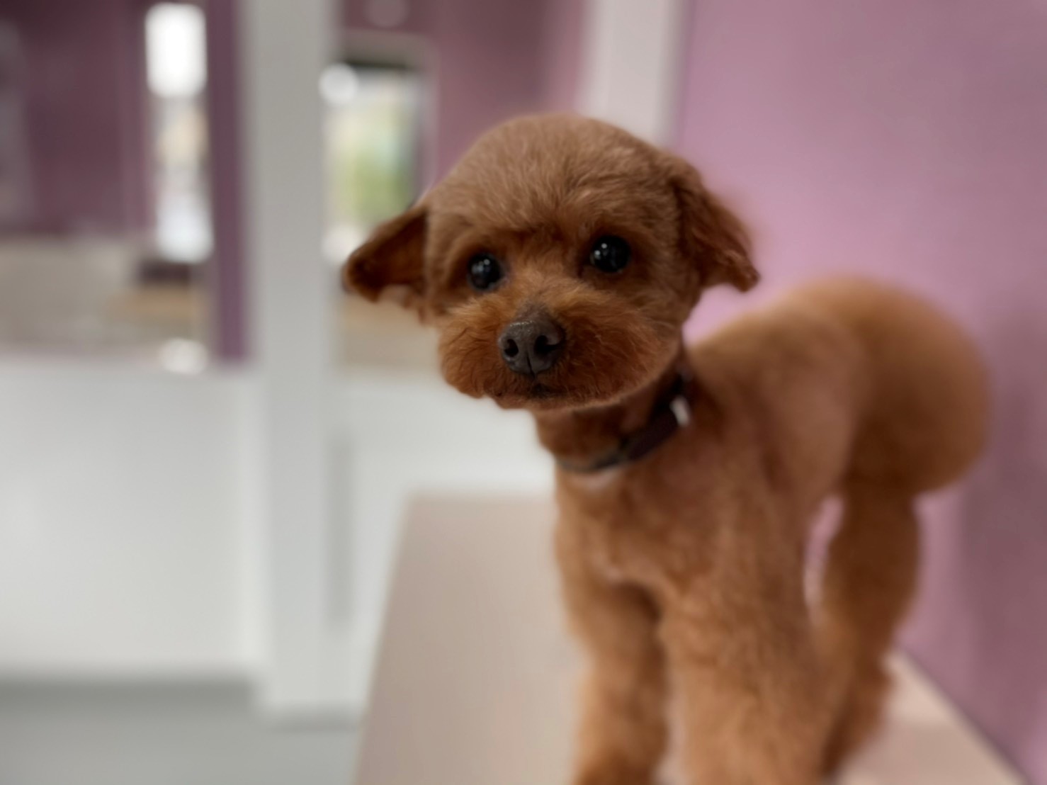 メニュー 京都市南区のペットサロンみぃーの料金表 オプションメニュー